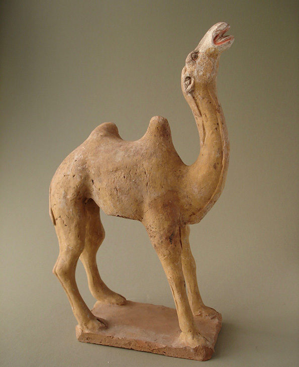 camel16