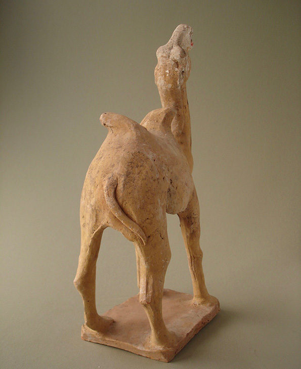 camel18
