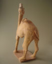 camel19