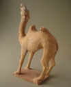camel20