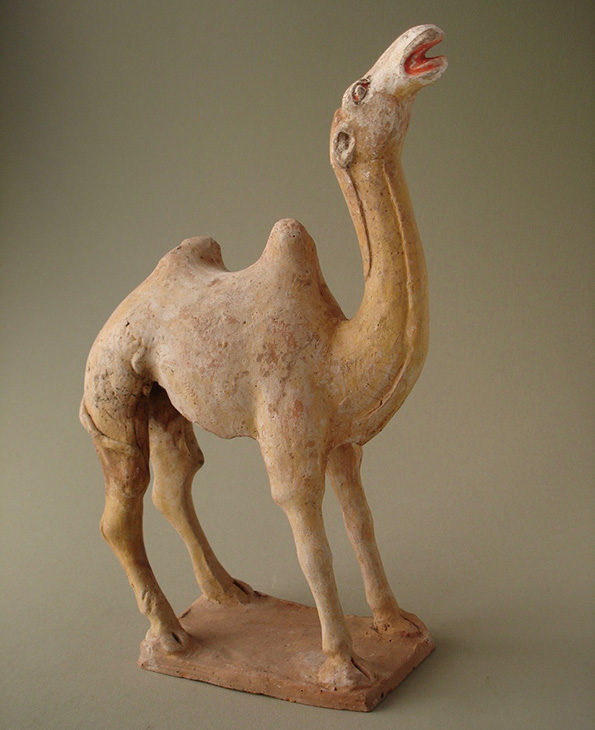 camel5