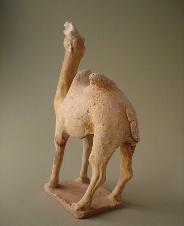 camel8